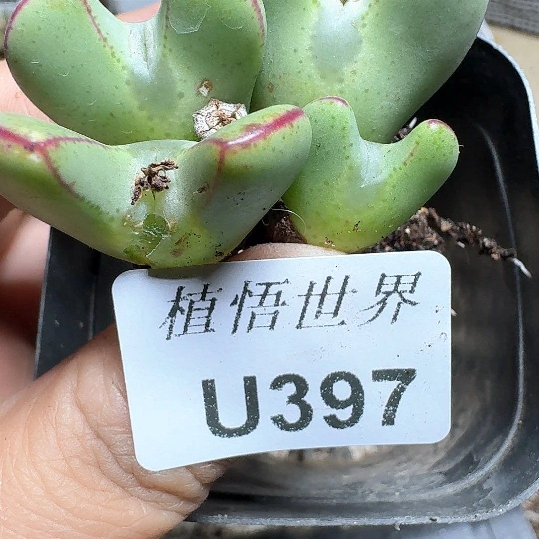 397号多肉植物哇f f g