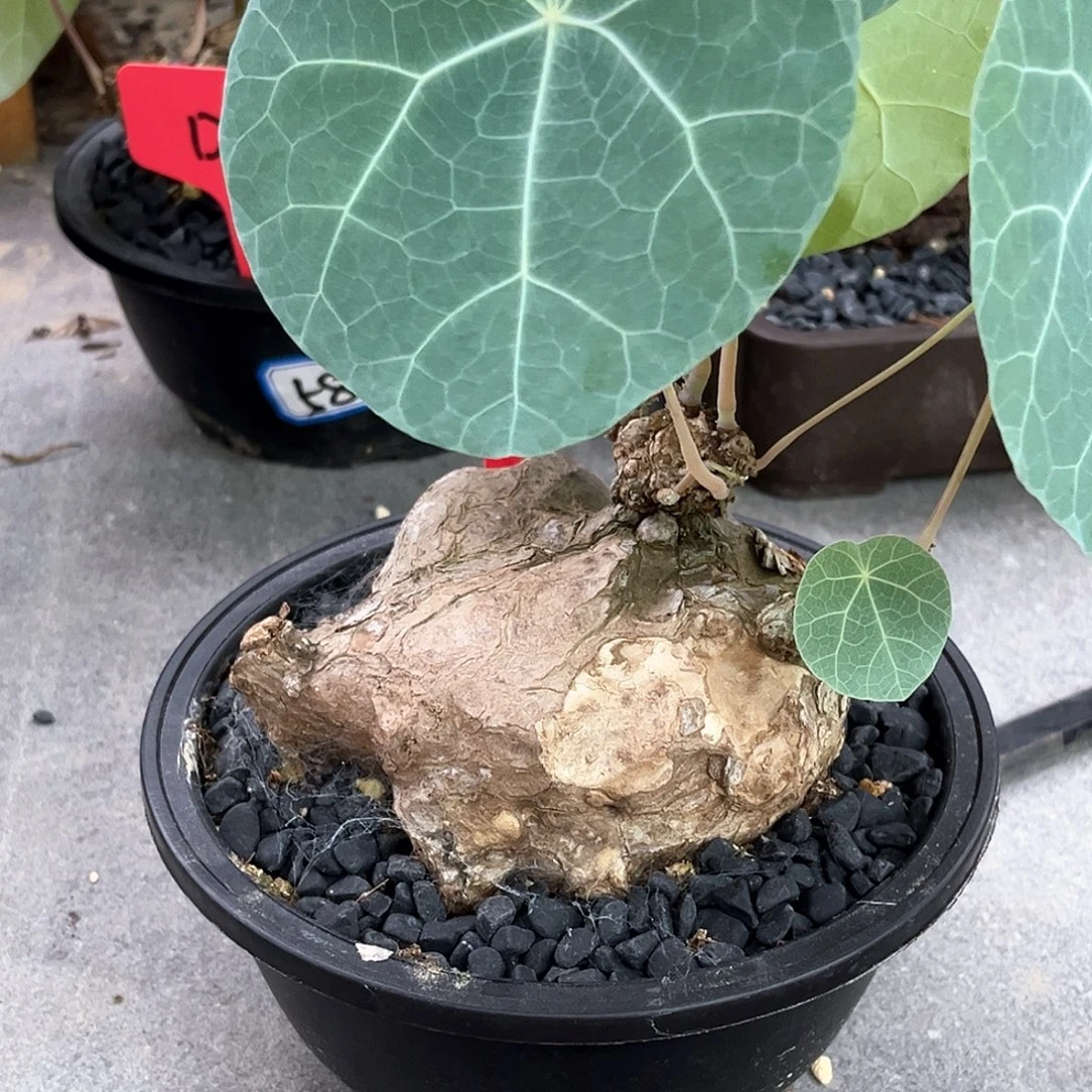 潮流植物一叶龟，大平台