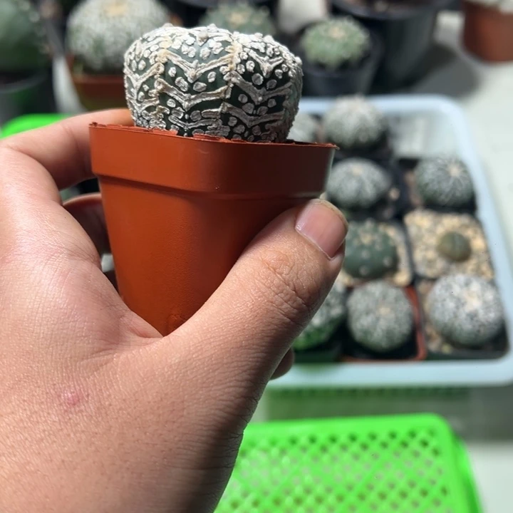 兜球竞拍不退不换