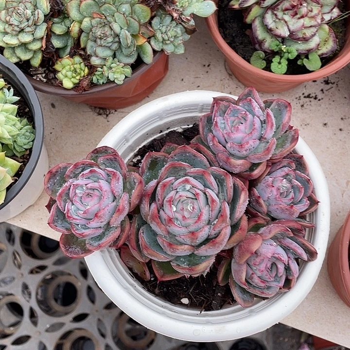 Q***Q贝利娜多肉植物群生