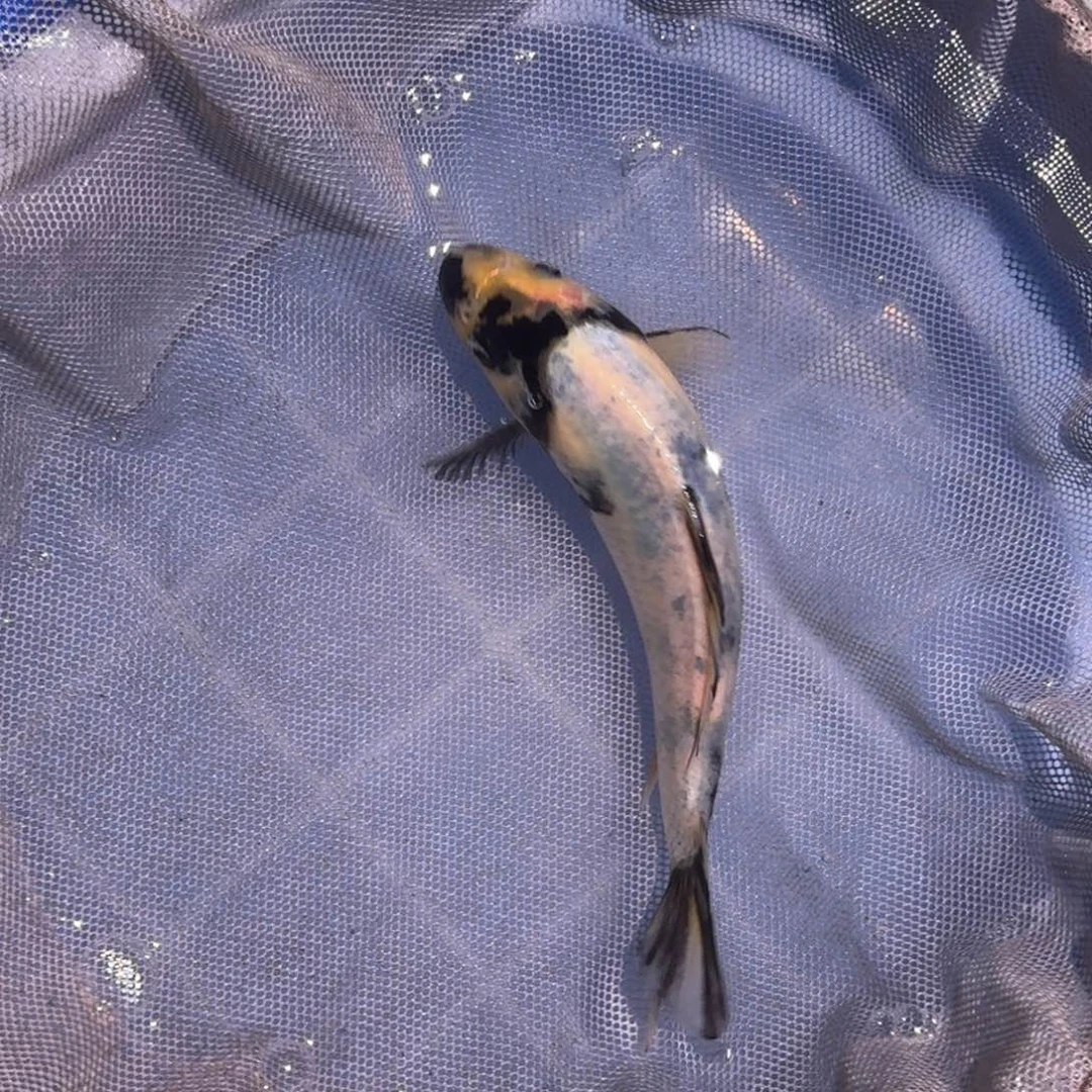 海水鱼精品锦鲤大放漏