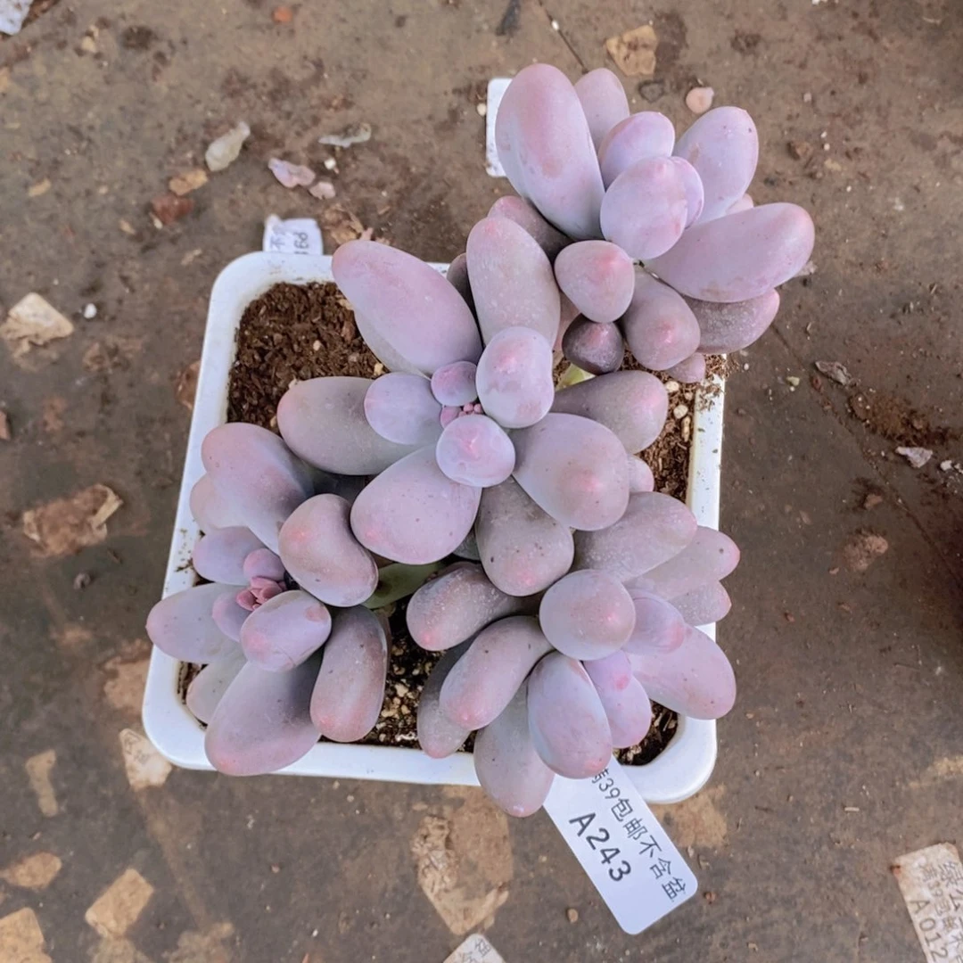 米可10cm243多肉植物