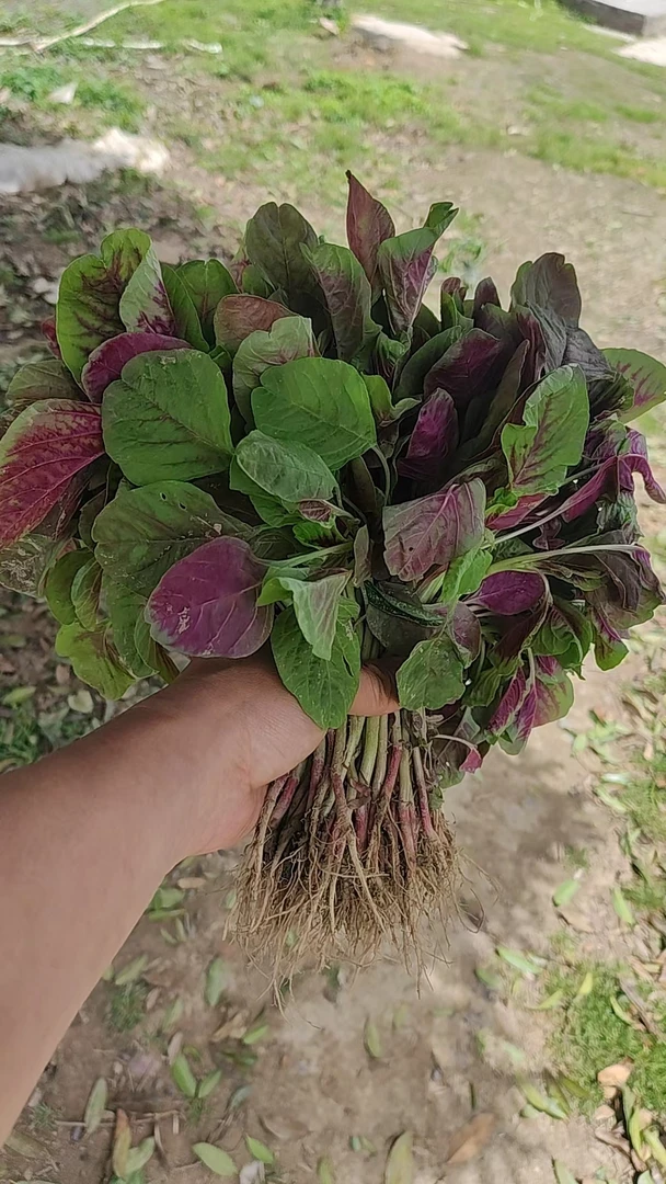 大山里农家露天种植蔬菜农家菜现摘现发—红苋菜