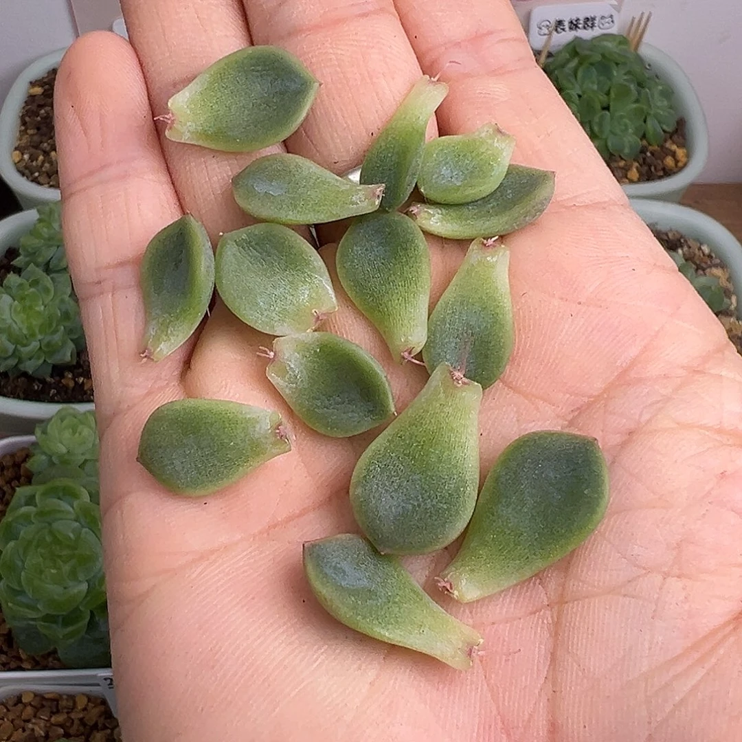 14个发芽P26甜心叶片