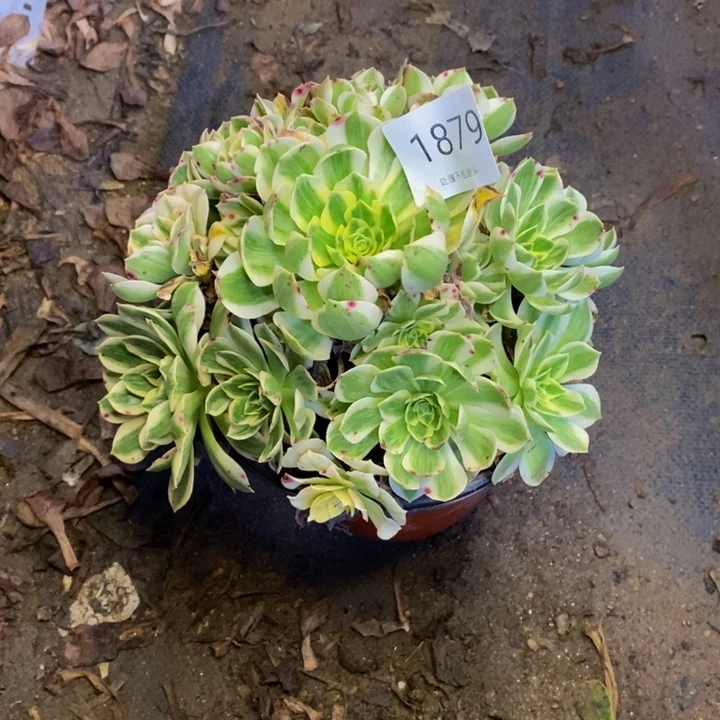 伊丽莎白多肉断头不包1879
