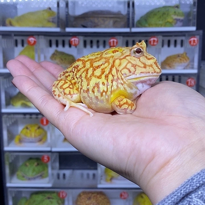 特价秒杀一切顺利