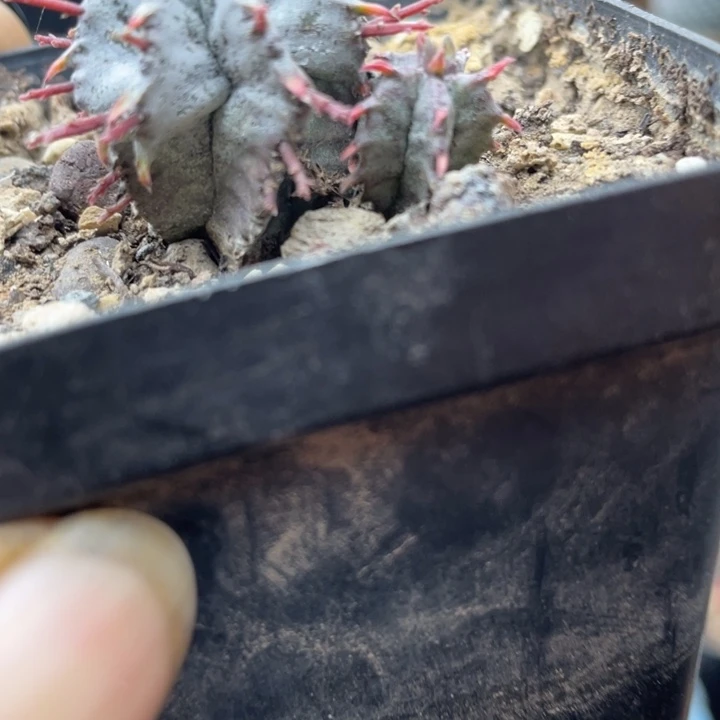 实生双头白衣魁伟玉带盆发货