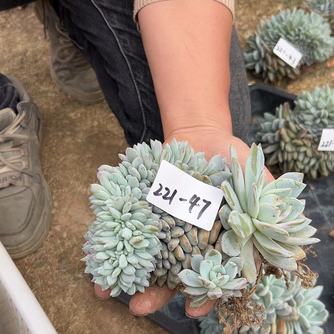 221-47橙子缀化多肉