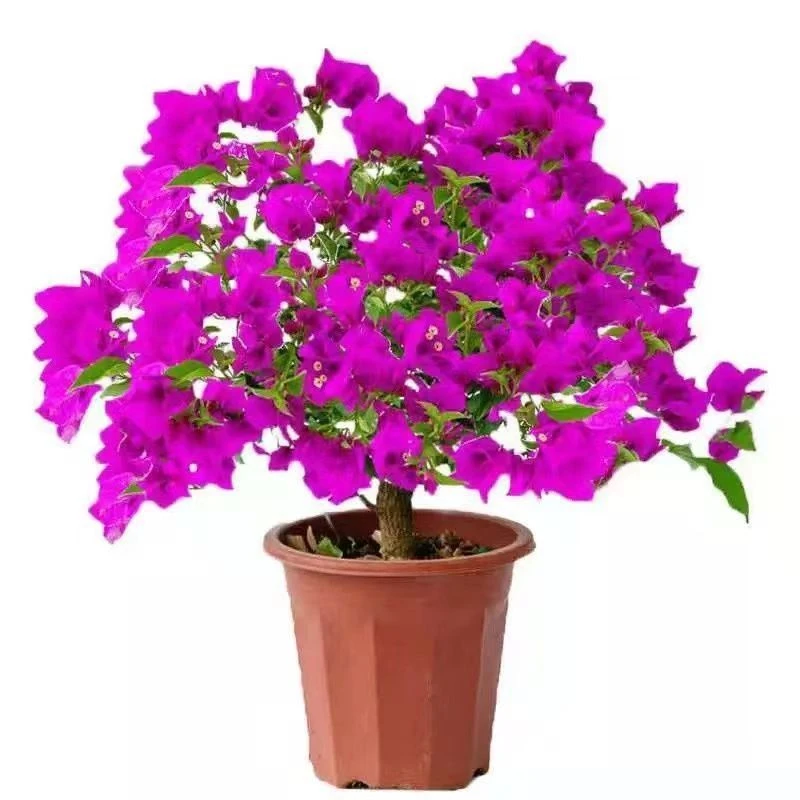 完全开放三角梅勤花懒人盆栽三叶梅苗四季室内庭院阳台耐寒三角梅