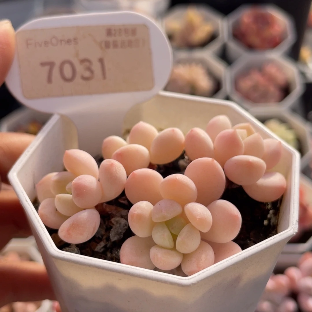 玉如意7031-6.0厘米