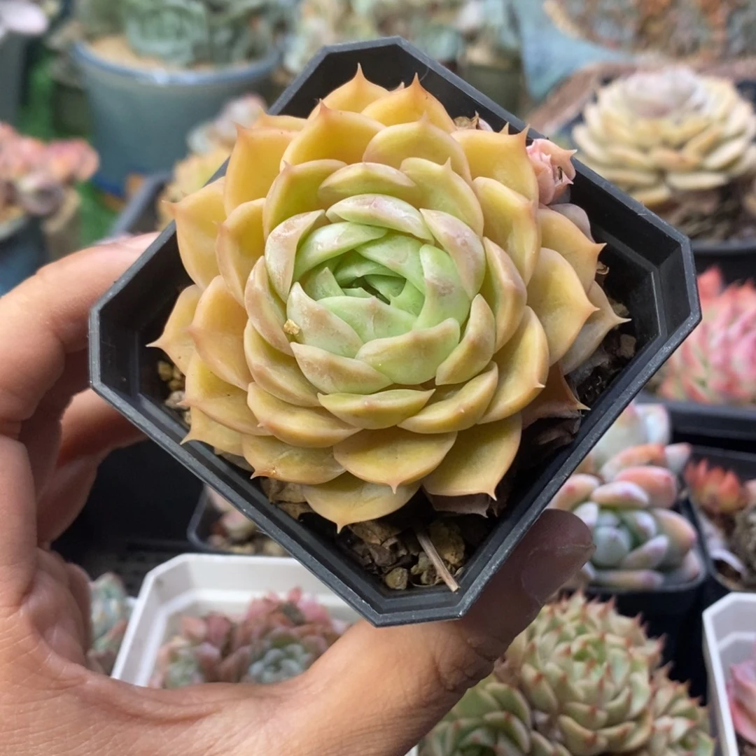 昂斯诺单头一物一拍