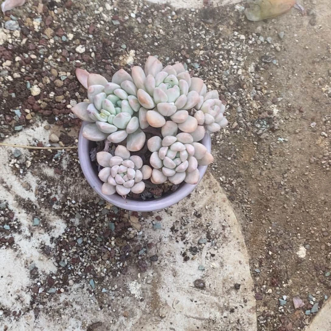 如****道多肉植物奶糕奶糕