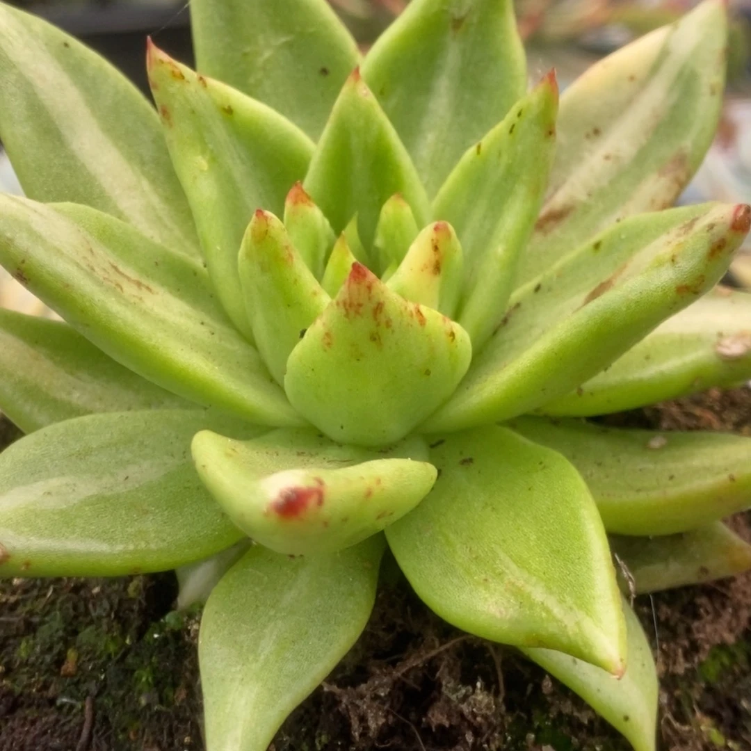 516乌木杂锦锦锦锦锦