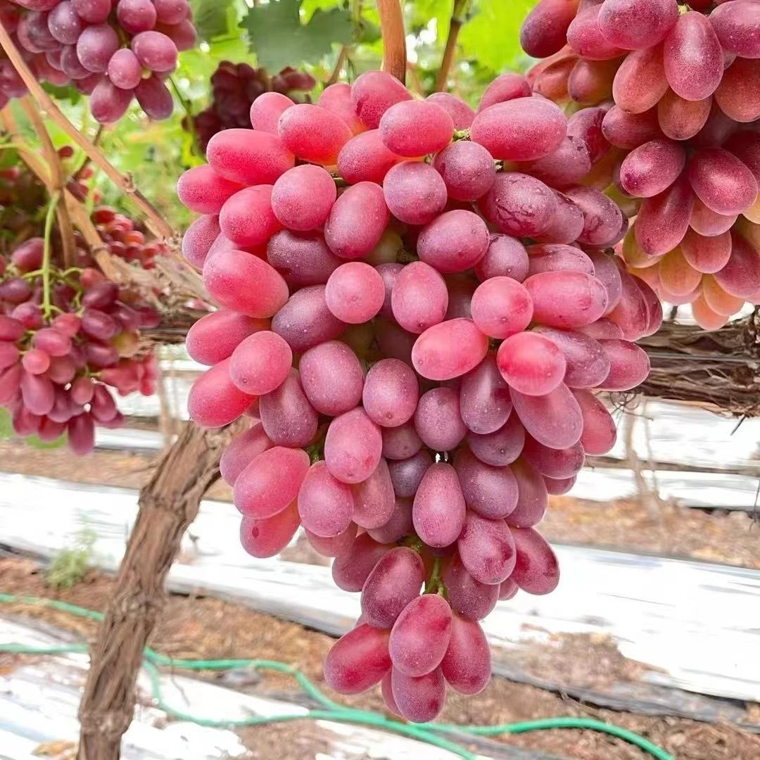 克伦生红提葡萄树苗南北方种植爬藤果树苗