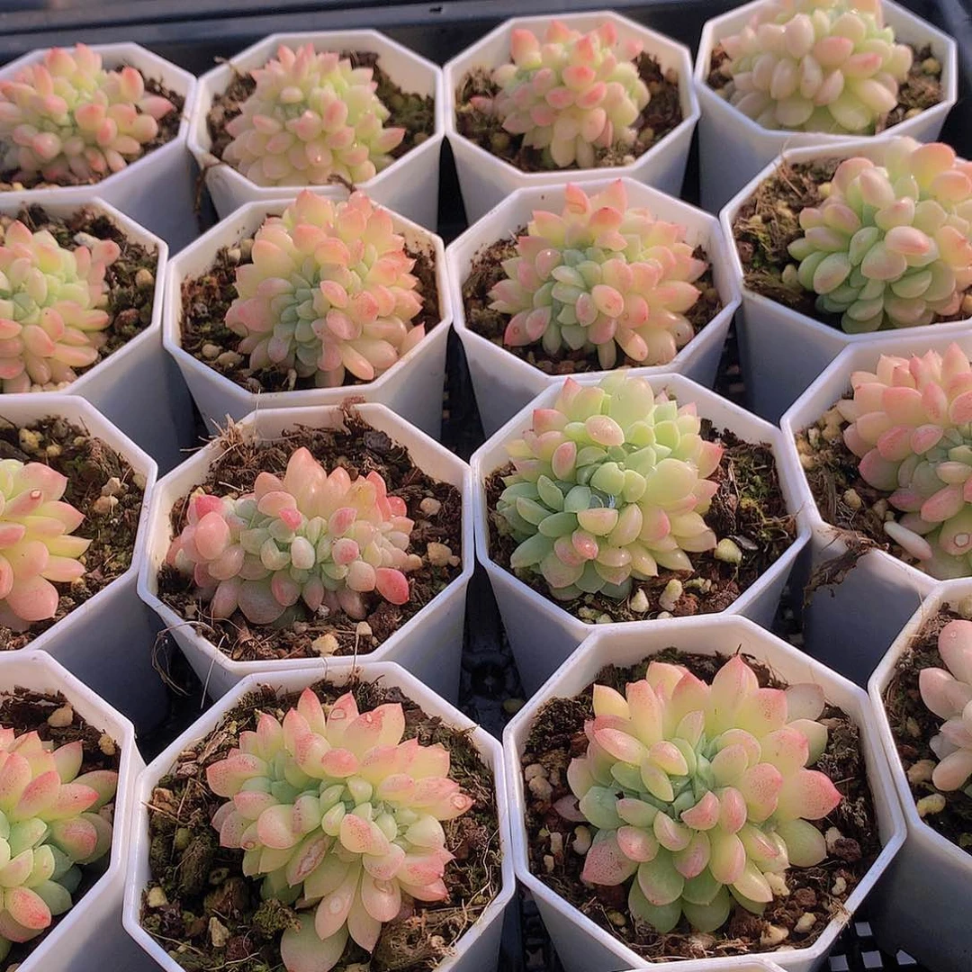 冰玉缀化245678990000000