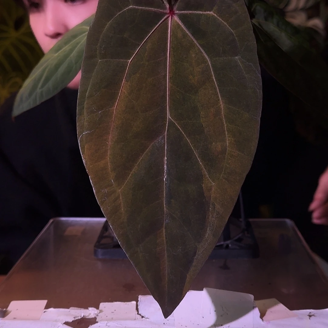 不开花植物H133红水晶杂黑凤凰锦