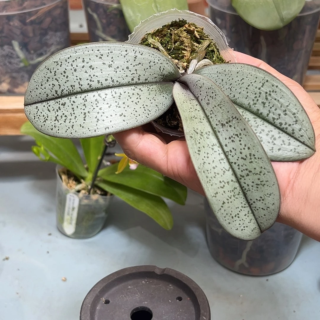 大部分开放少量花苞