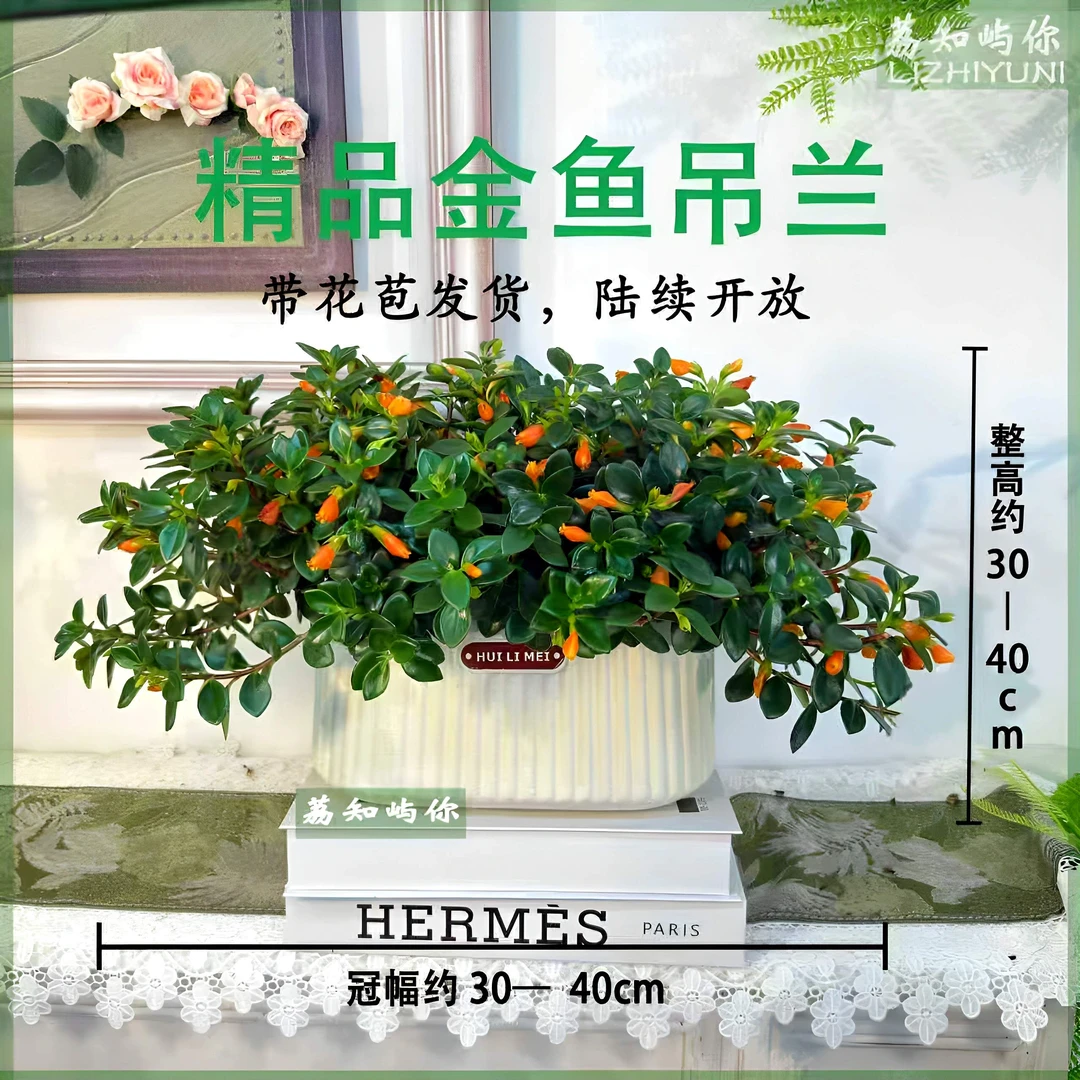 小金鱼吊兰盆栽苗植物四季观花观叶室内外办公室阳台带小花苞好养