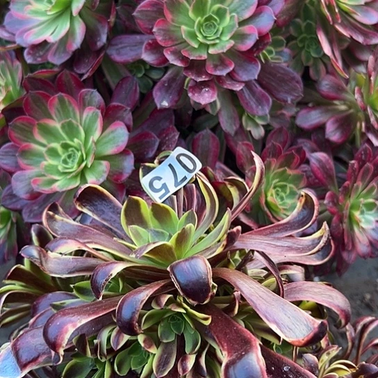 灯*多肉植物两个