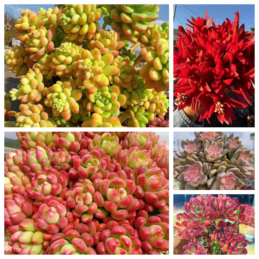 X香格里拉 组合  好看好养 云南基地直发 带盆带土