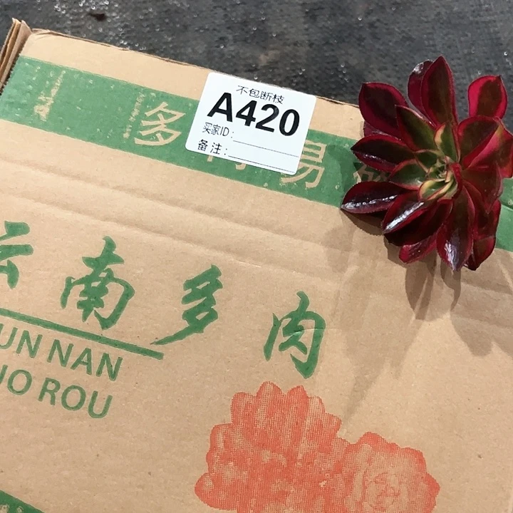 砍头6到8个品种20个420
