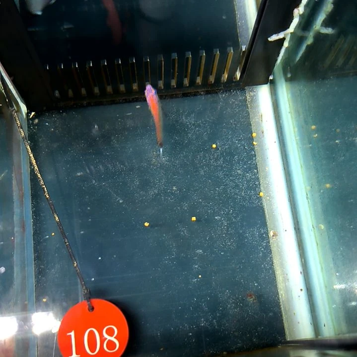 斑卡雀，拍5-42-108