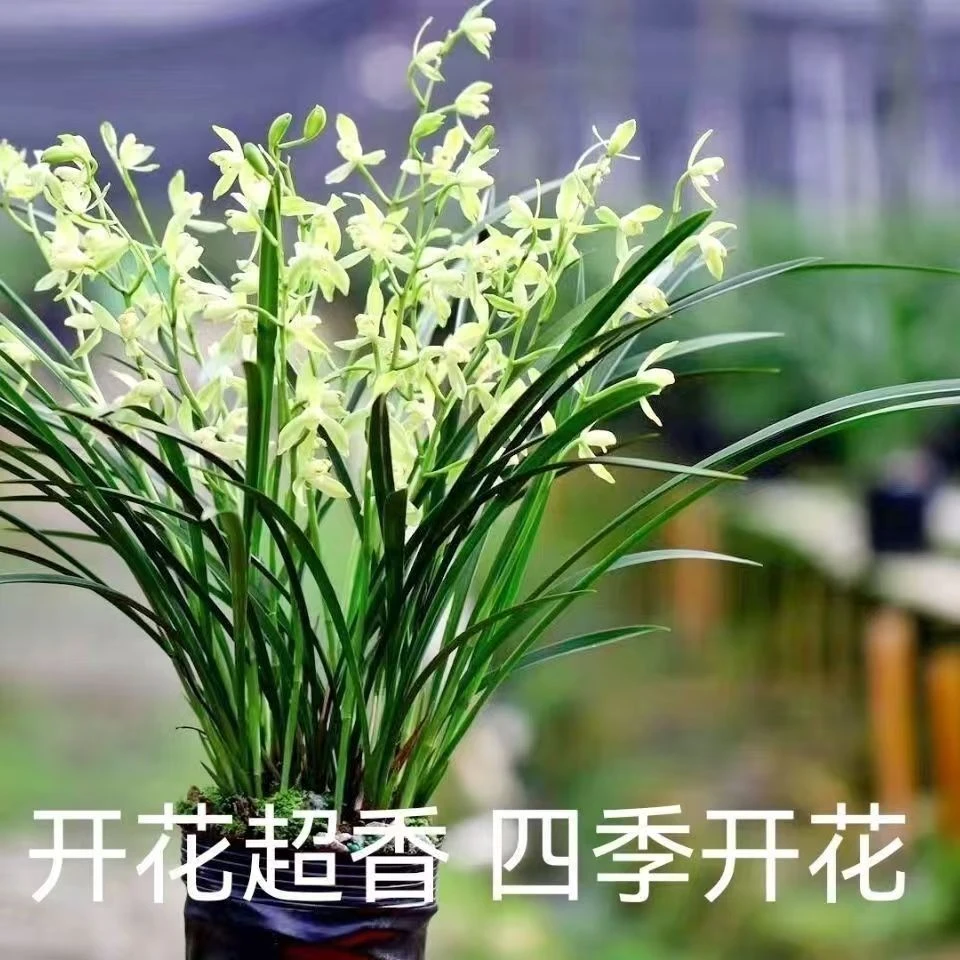 建兰（国色天香）当前无花古风花盆栽好室内高端兰花盆栽