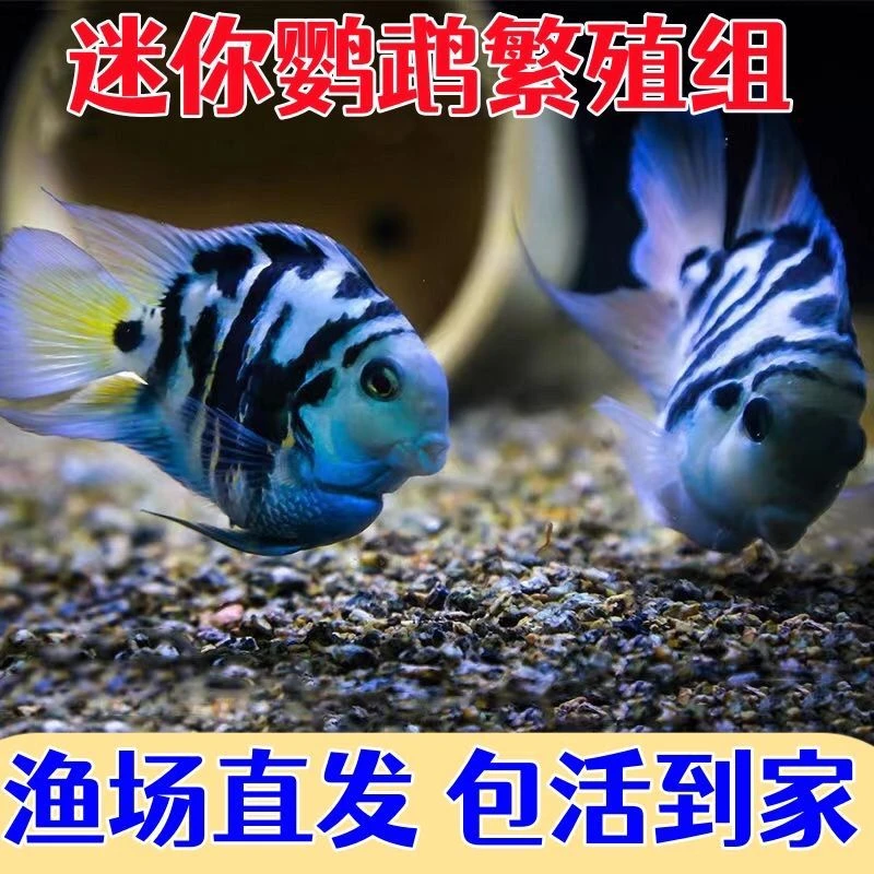 迷你鹦鹉鱼宝蓝白金小型热带观赏鱼易繁殖耐活好养