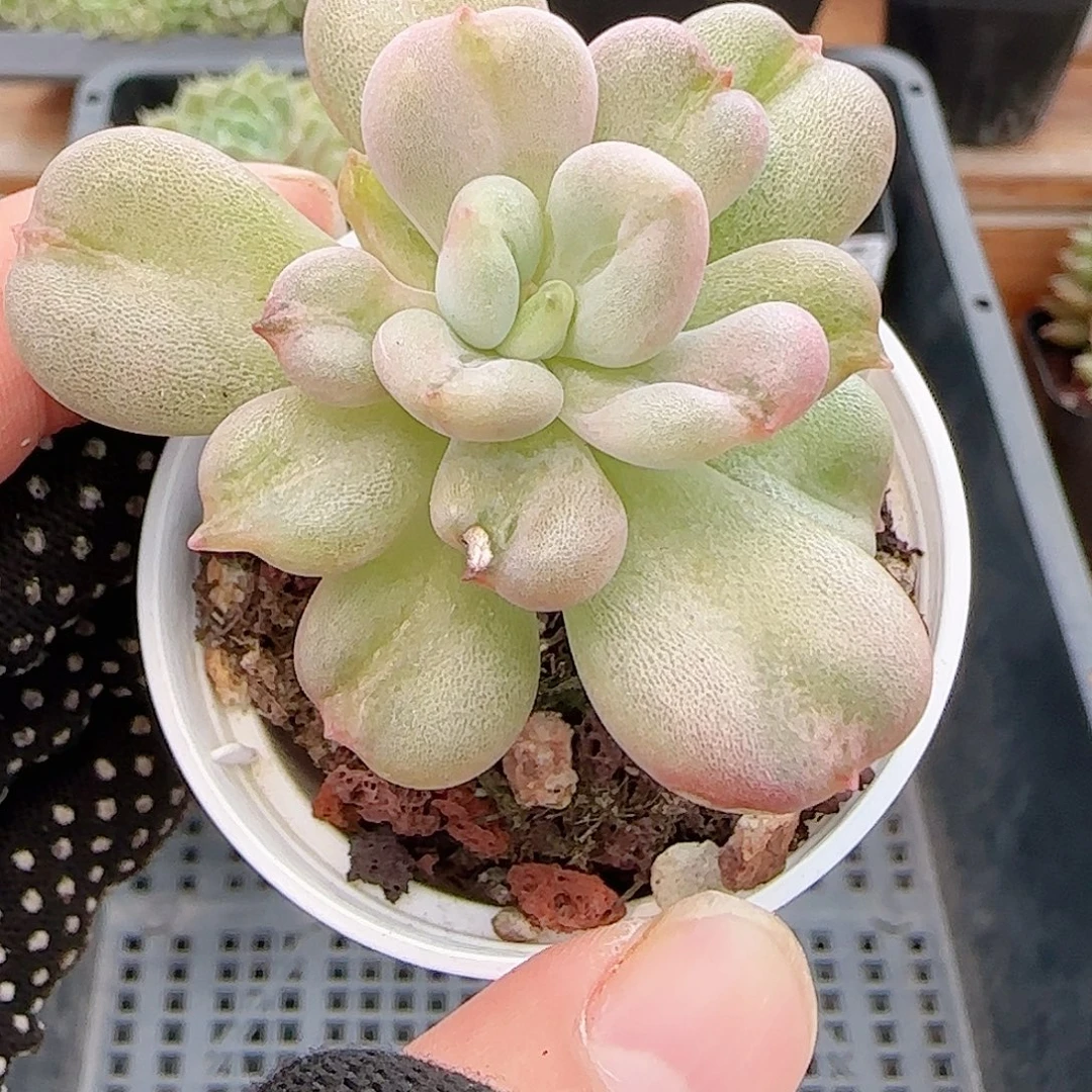 多肉0915-164比尔盖茨