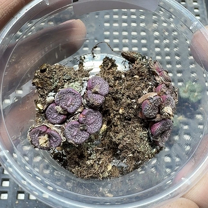 郭****294 多肉植物多肉植物