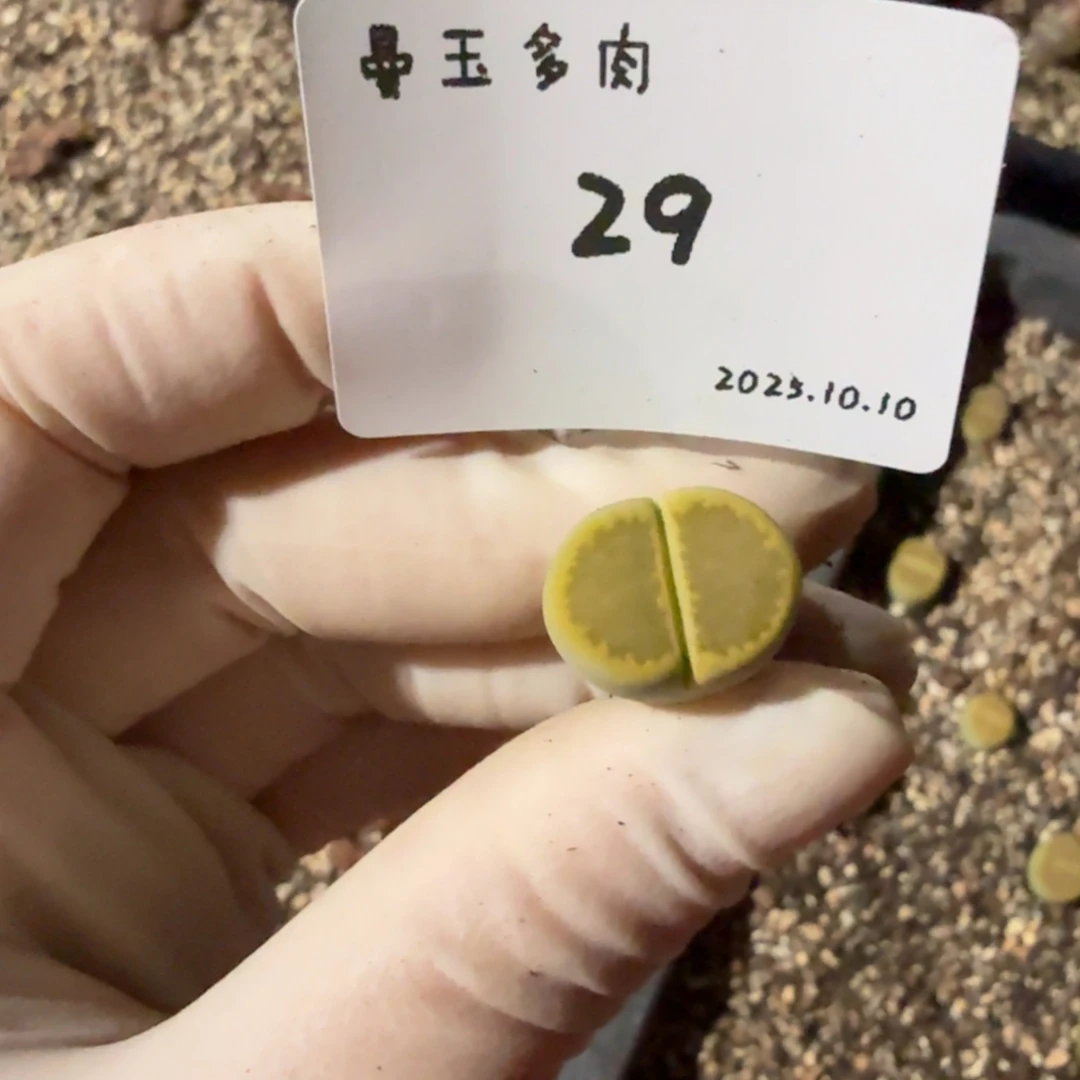 ****多肉多肉多肉10.10-029