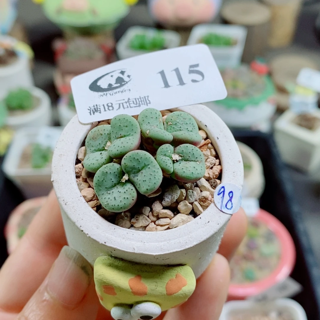 生石花花哈哈哈哈花花115