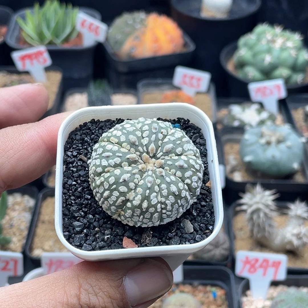 实生雪花超兜仙人球