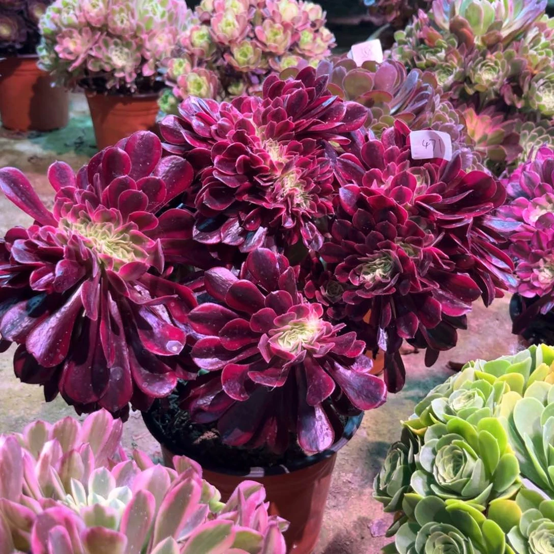 无花朵多肉植物美杜莎缀471