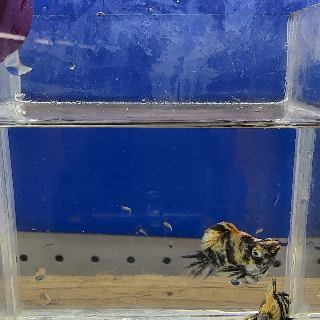 黑玛丽鱼小老虎玛丽49号