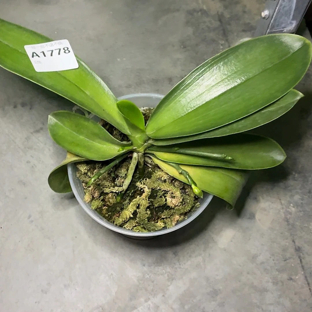 当前无花朵，栽培后可花朵A1778大花路德五花剑花苞