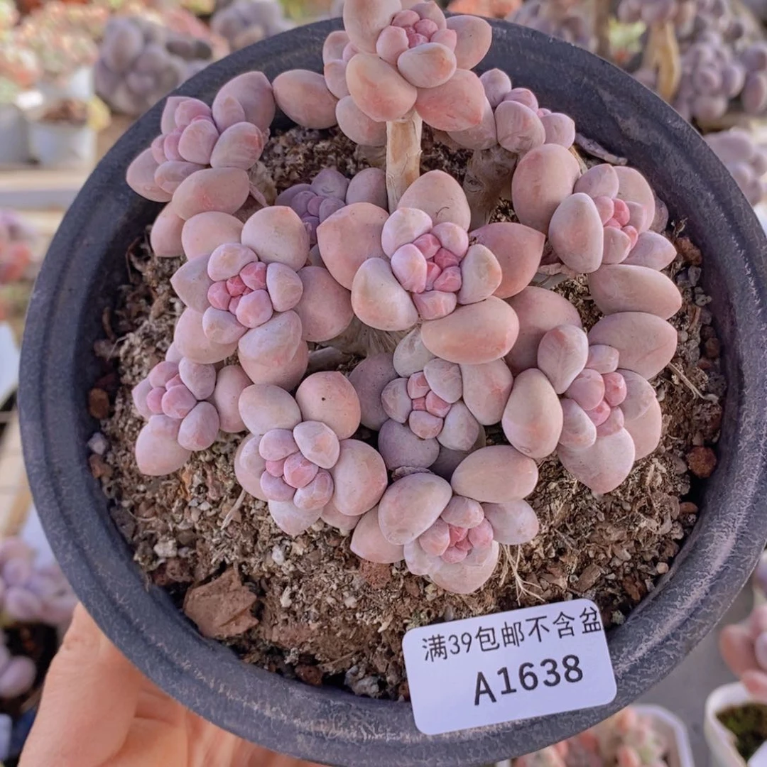 香水10cm638多肉植物