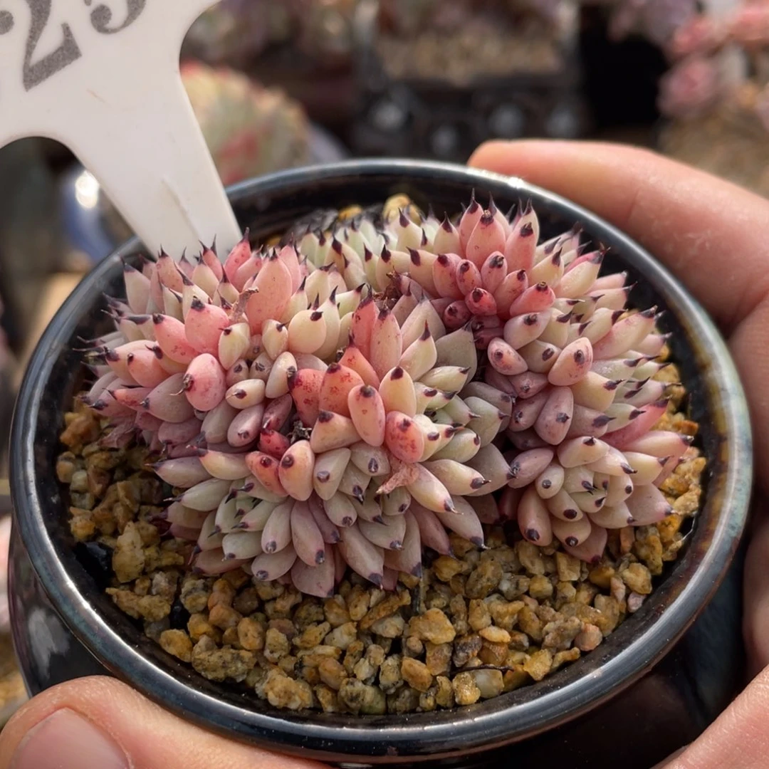 0255绿爪不带盆7厘米