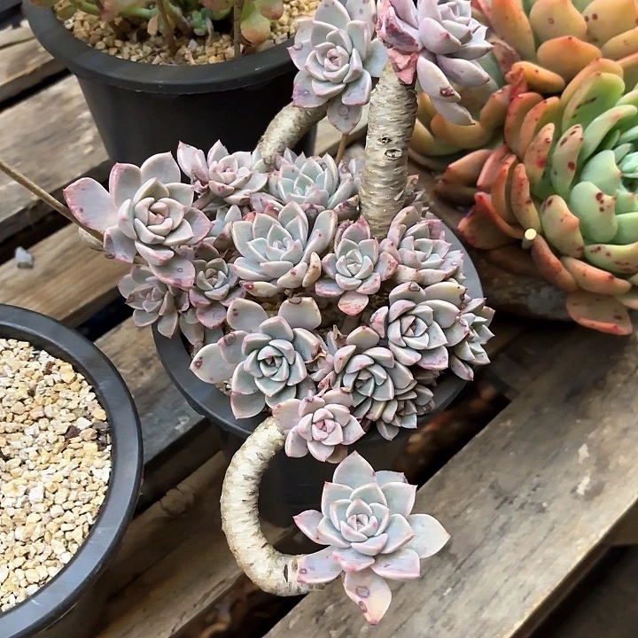 多肉植物，红粉佳人