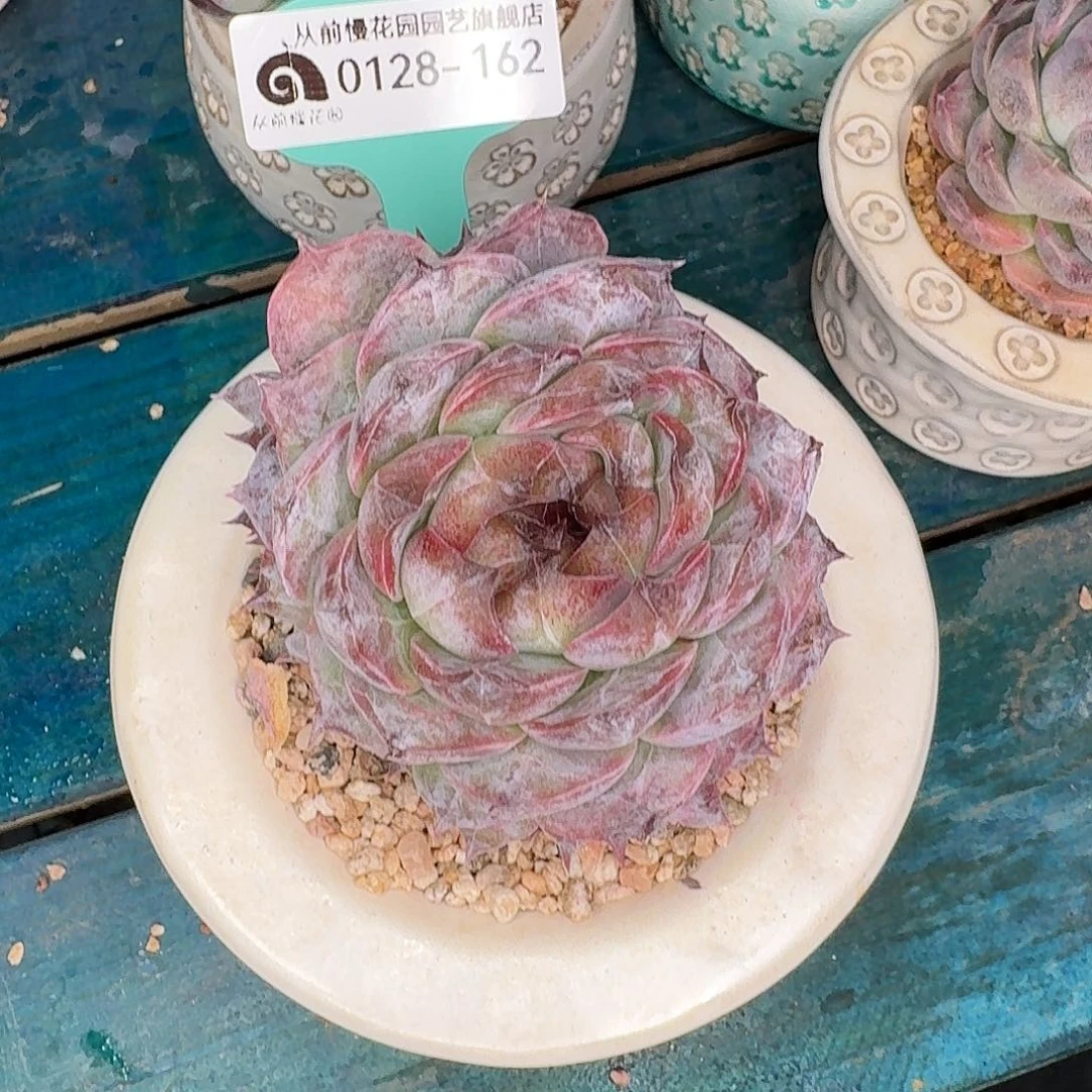 从前慢花园多肉0128-162