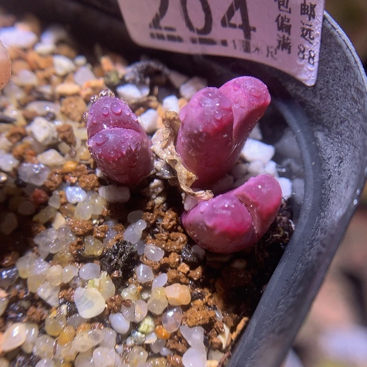 精品生石花221.204