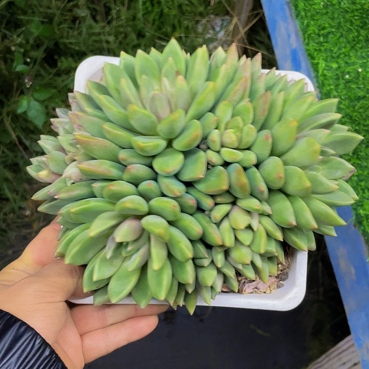 一物一拍哦哦哦哦哦