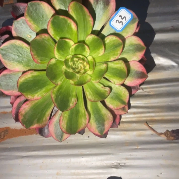 33无毒白锦法师单头