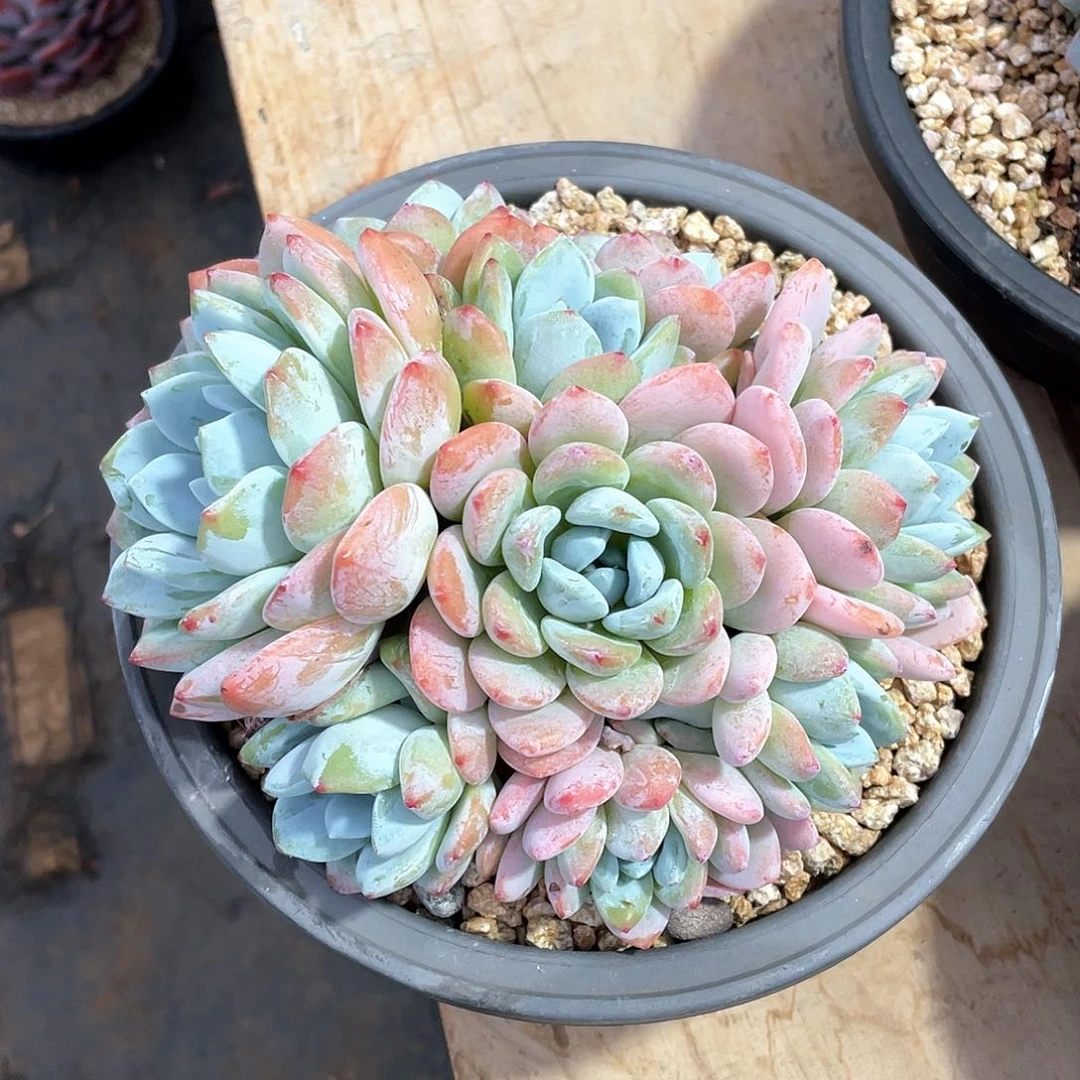 多肉植物多肉植物