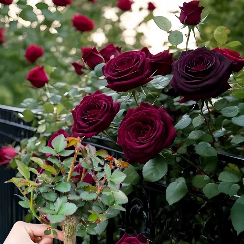 黑吧克月季种玫瑰灌木阳台庭院耐寒耐热