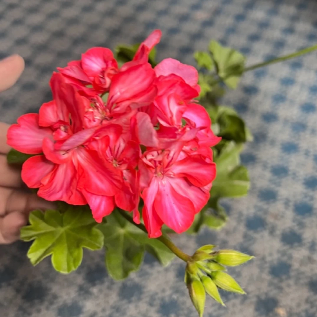 北极红垂吊天竺葵带花带花苞四季开花适合阳台庭院种植