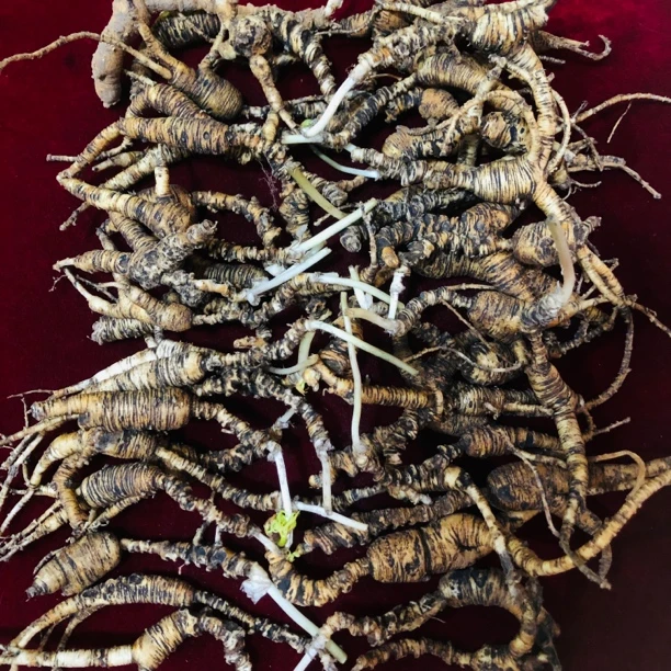 长白山林下参440克50支残参