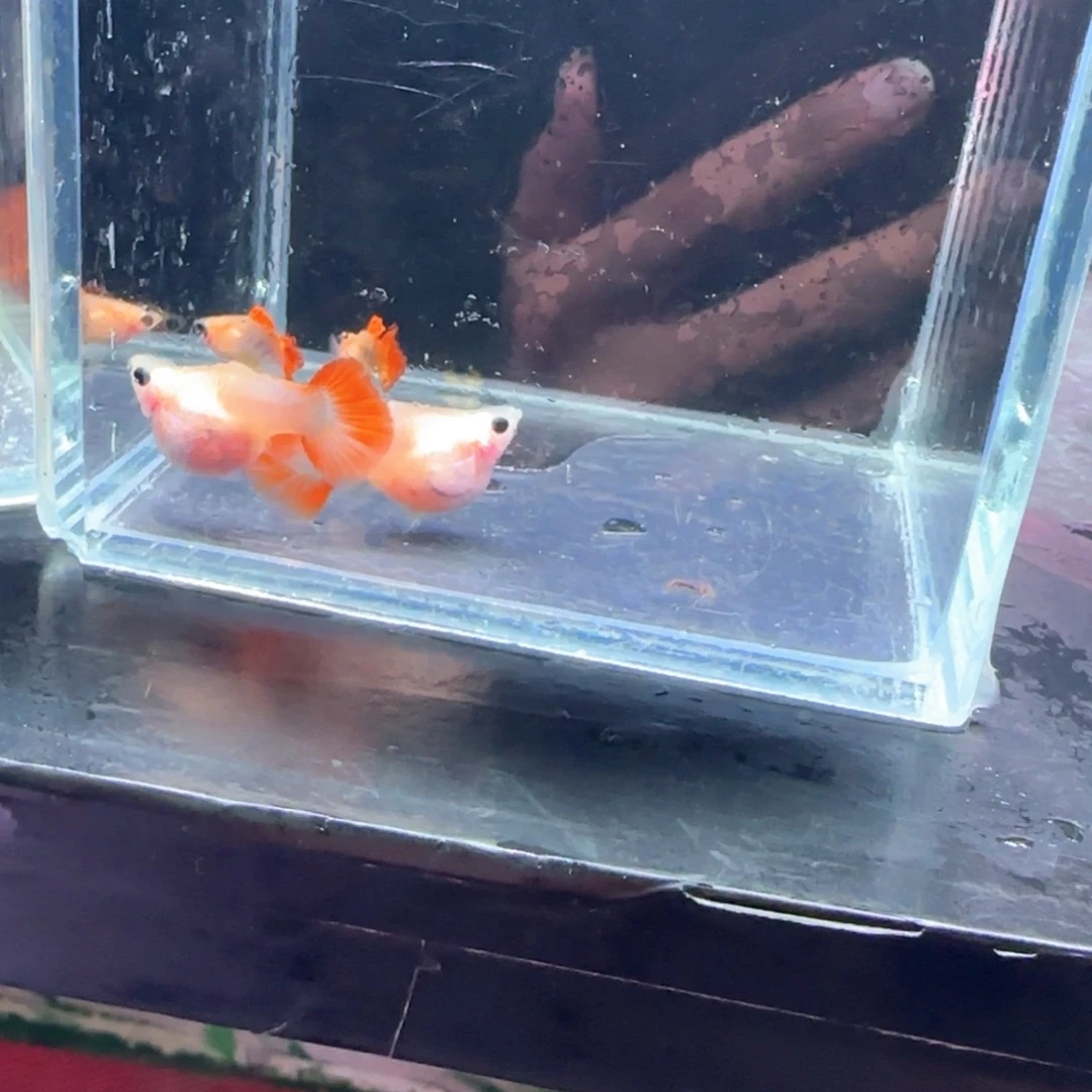 孔雀鱼黄爆玻璃4条