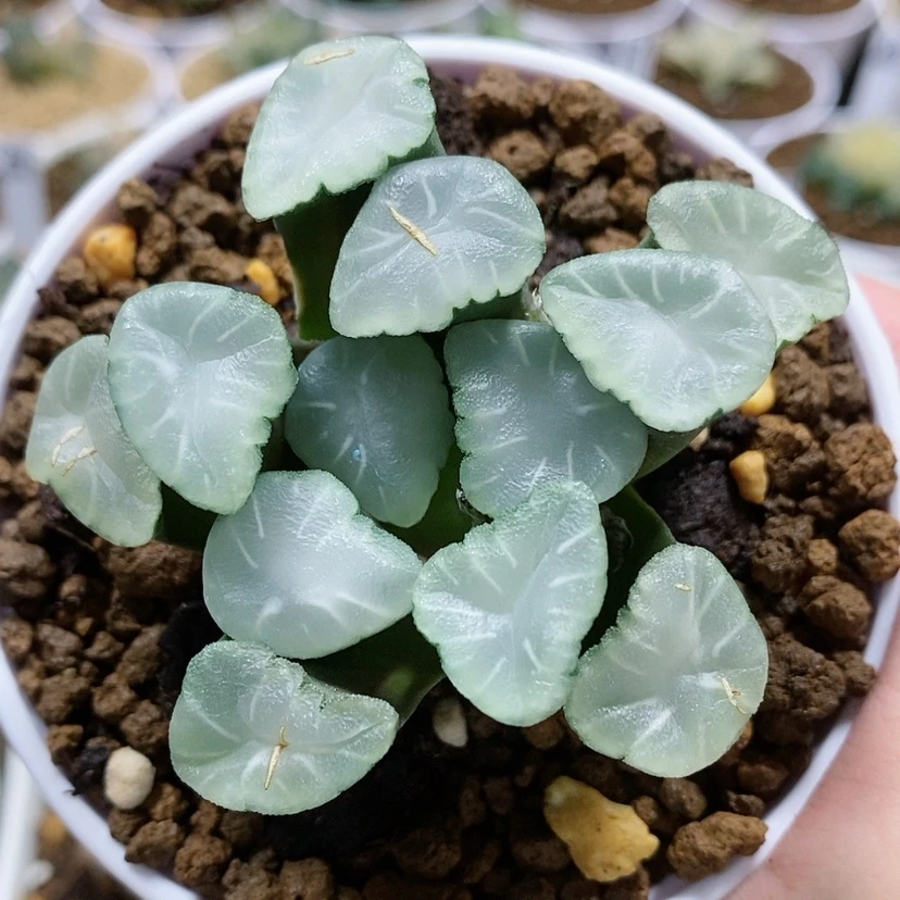 【闪购商品】74白瓷万象