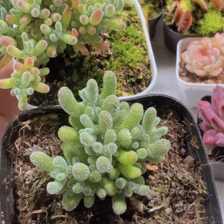 紫水晶冰晶两盆王炸